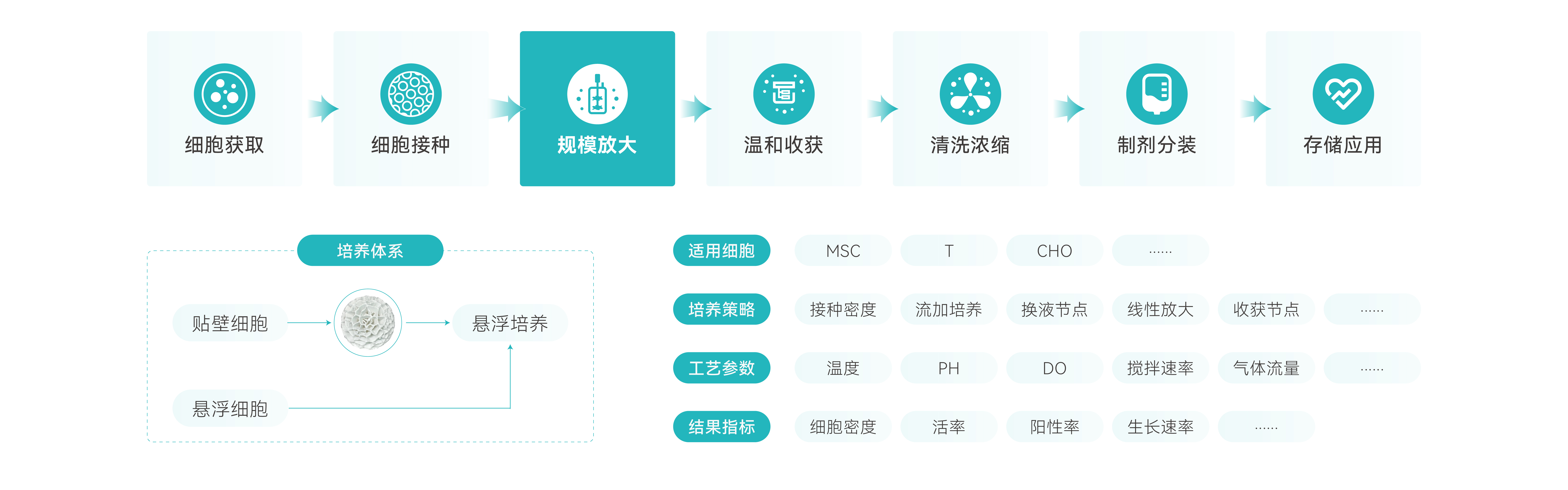 三维干细胞大规模制备应用方案-02(1).jpg